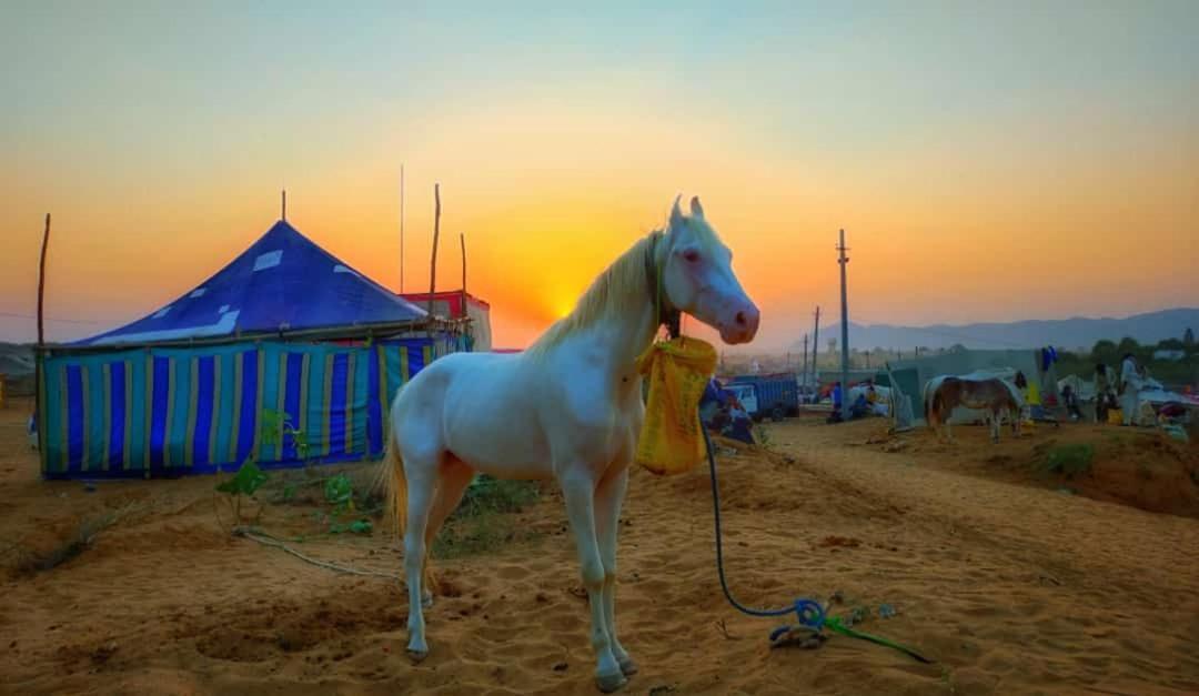 Hotel Galaxy Inn Pushkar Eksteriør billede